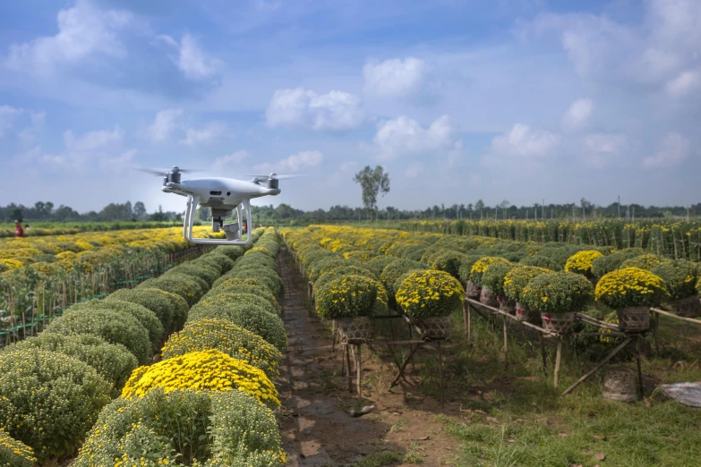 a drone flying over a field of yellow flowers, by Carey Morris, shutterstock, hydroponic farms, on ship, chrysanthemum eos-1d, irrigation