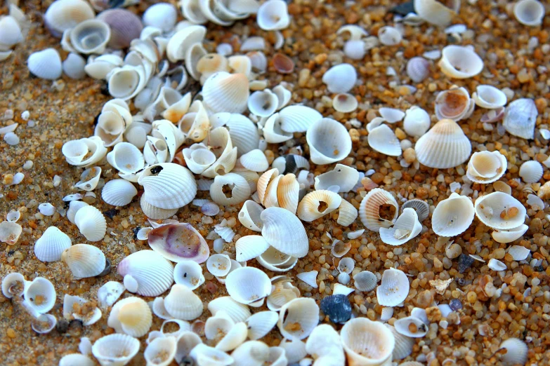 a pile of shells sitting on top of a sandy beach, a macro photograph, unsplash, 1 6 x 1 6, crowded, australian, 3 4 5 3 1