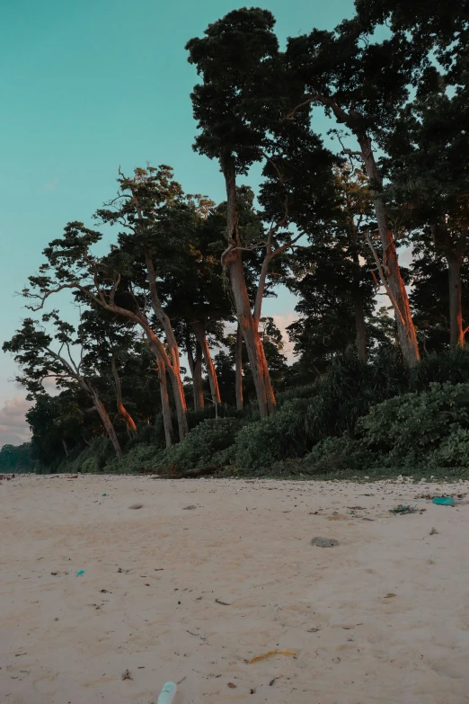 a man riding a surfboard on top of a sandy beach, an album cover, unsplash, sumatraism, massive trees, late evening, panorama shot, destroyed forest