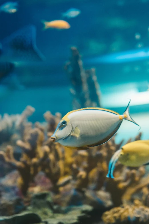 a group of fish swimming in an aquarium, middle of the ocean