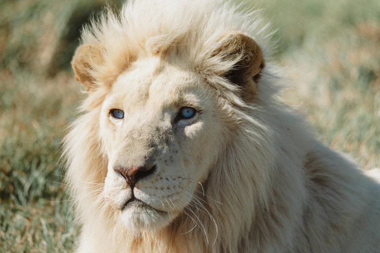 a close up of a white lion laying in the grass, trending on unsplash, renaissance, albino dwarf, a blond, an afghan male type, madagascar