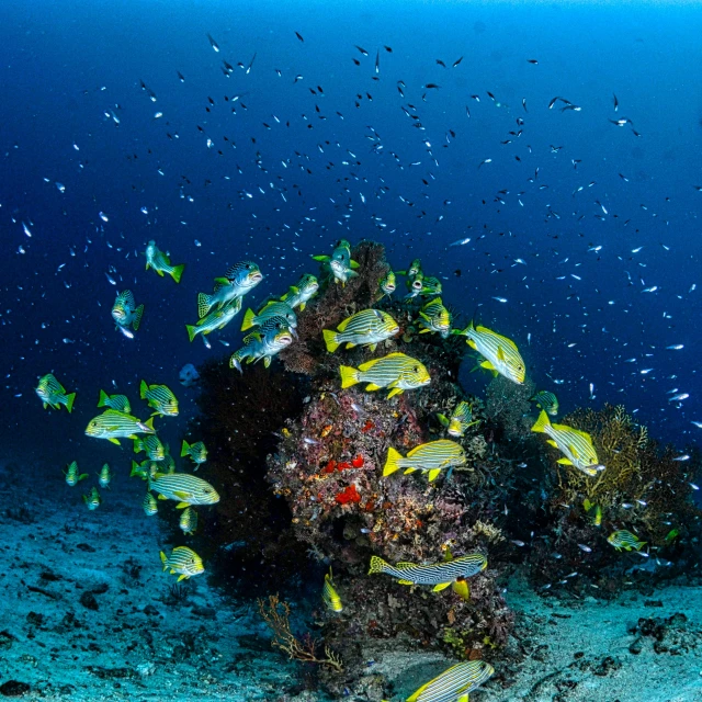 a group of fish that are swimming in the water, coral reefs, uplit, blue and yellow fauna, shot with sony alpha