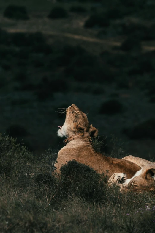 a dog that is laying down in the grass, a picture, unsplash contest winner, visual art, lions, samburu, late summer evening, in the hillside