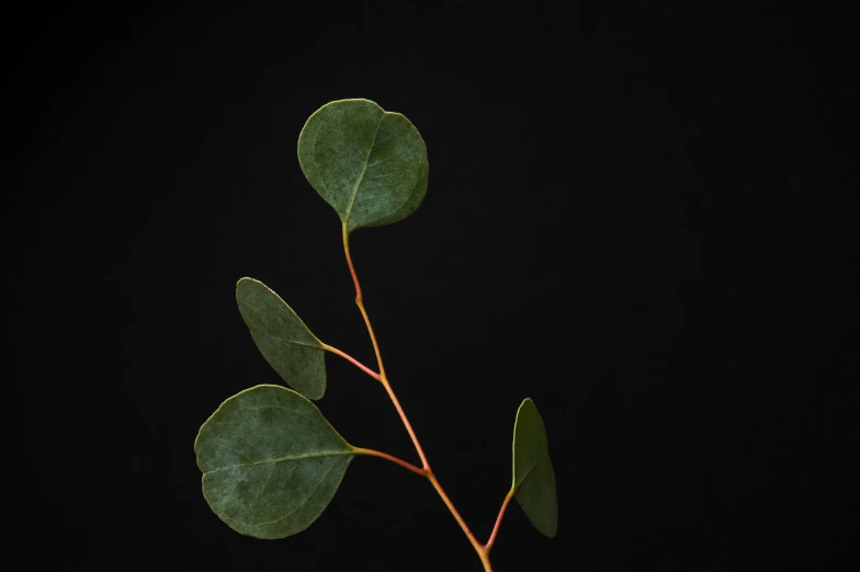 a close up of a plant with green leaves, an album cover, inspired by Robert Mapplethorpe, unsplash, arabesque, eucalyptus, black backdrop, studio medium format photograph, panel of black