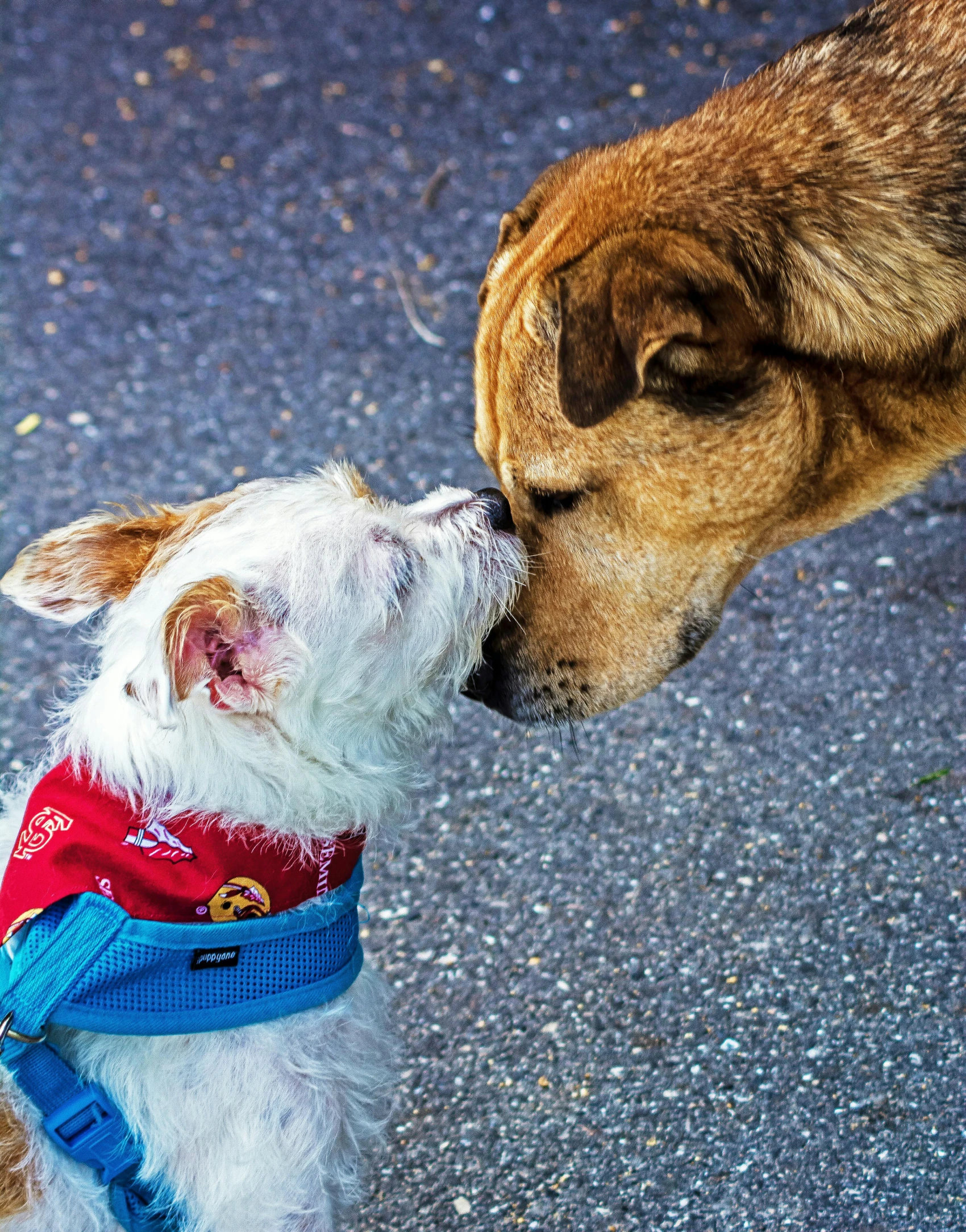 a couple of dogs standing next to each other, pexels contest winner, the kiss, square, link, no cropping