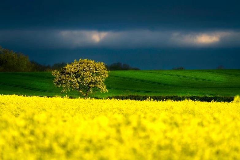 a lone tree in a field of yellow flowers, by Peter Churcher, unsplash contest winner, color field, stormy weather, osr, “ golden chalice, on a yellow canva