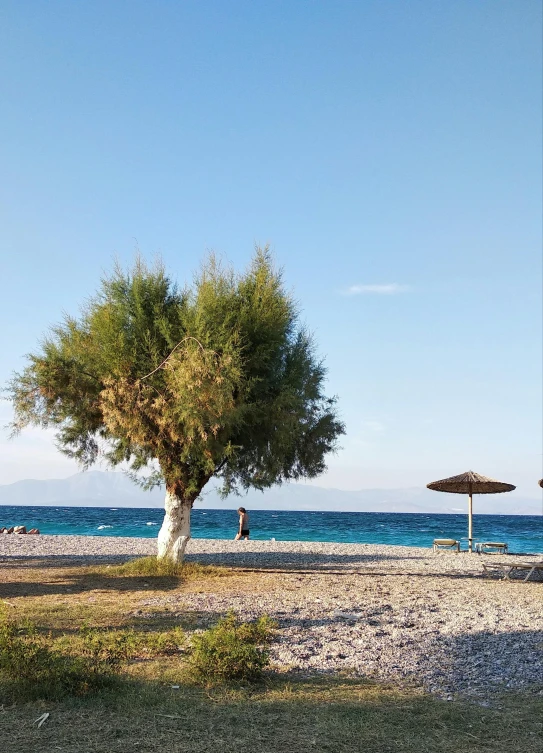 a couple of umbrellas sitting on top of a sandy beach, olive tree, profile image, next to a tree, at the sea