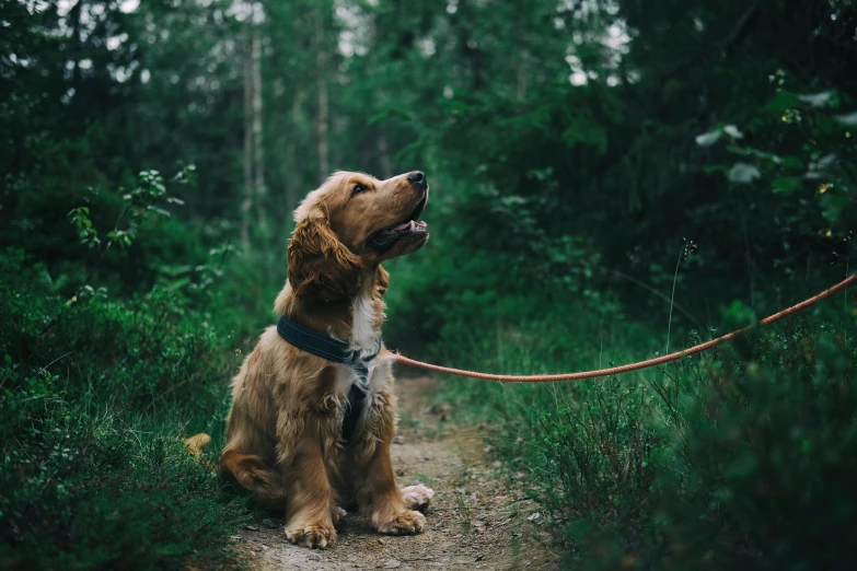 a brown dog sitting on top of a dirt road, pexels contest winner, walking through a lush forest, collar and leash, thumbnail, hunting