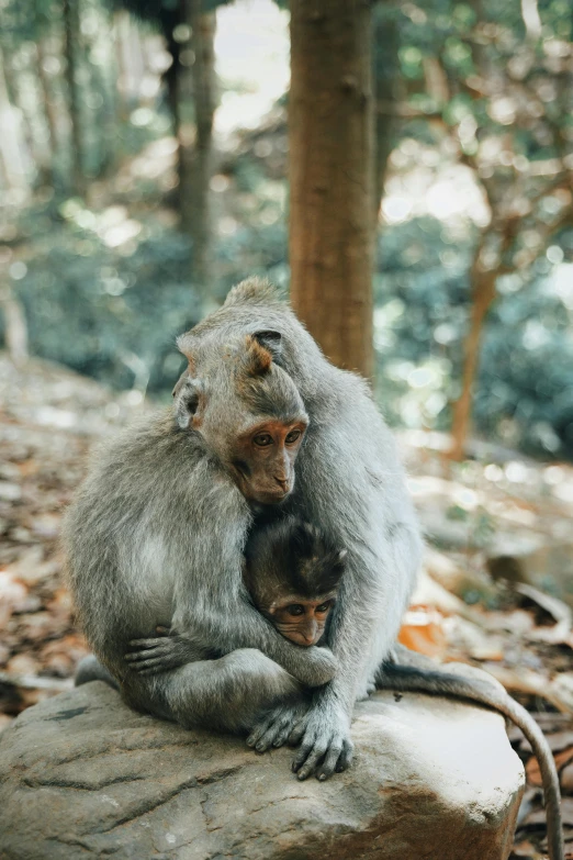 a couple of monkeys sitting on top of a rock, pexels contest winner, sumatraism, hugging and cradling, nestled in a forest, grey, february)