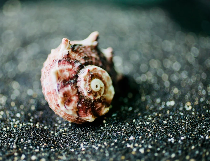 a close up of a shell on a black surface, unsplash, pink white turquoise, snails, medium format, seaview