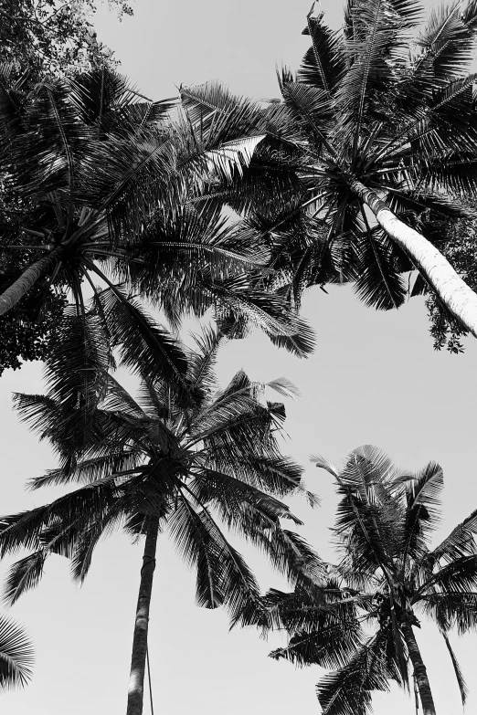 a black and white photo of palm trees, inspired by Max Dupain, unsplash, ✨🕌🌙, bali, ((trees)), summer feeling