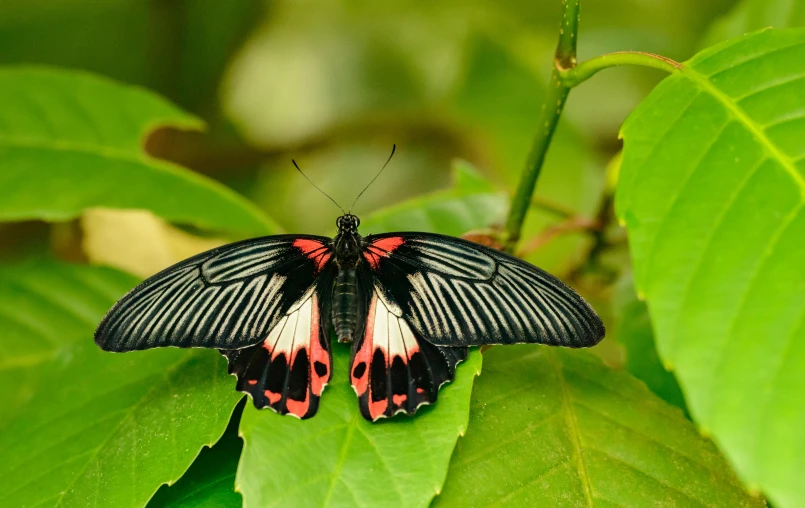 a close up of a butterfly on a leaf