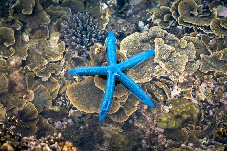 a blue starfish sitting on top of a bed of coral, by Robert Medley, pexels contest winner, hurufiyya, 🦩🪐🐞👩🏻🦳, in australia, avatar image, a high angle shot