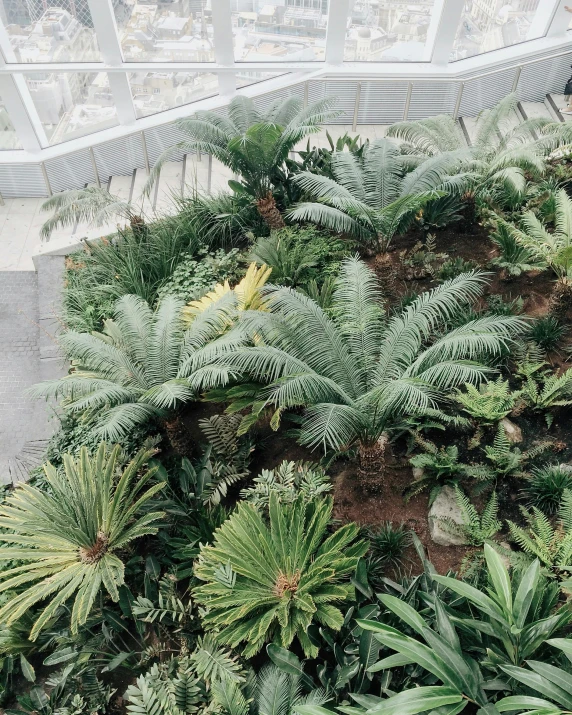 a bunch of plants that are inside of a building, inspired by Thomas Struth, trending on unsplash, biodome, high view, lush landscaping, fronds