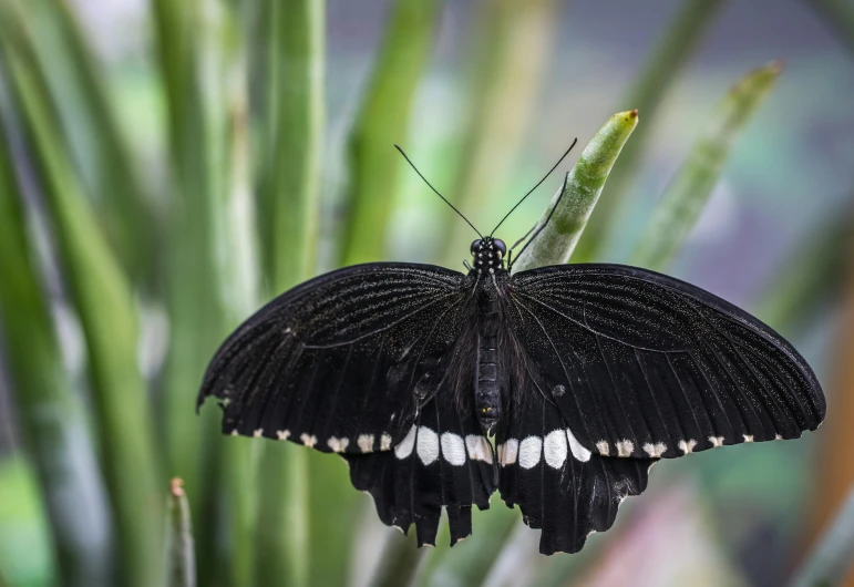 a close up of a butterfly on a plant, black main color, fan favorite, doing a majestic pose, award-winning photo