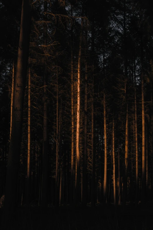 a forest filled with lots of tall trees, inspired by Elsa Bleda, unsplash contest winner, sunset lighting ominous shadows, a wooden, on black background, ((trees))