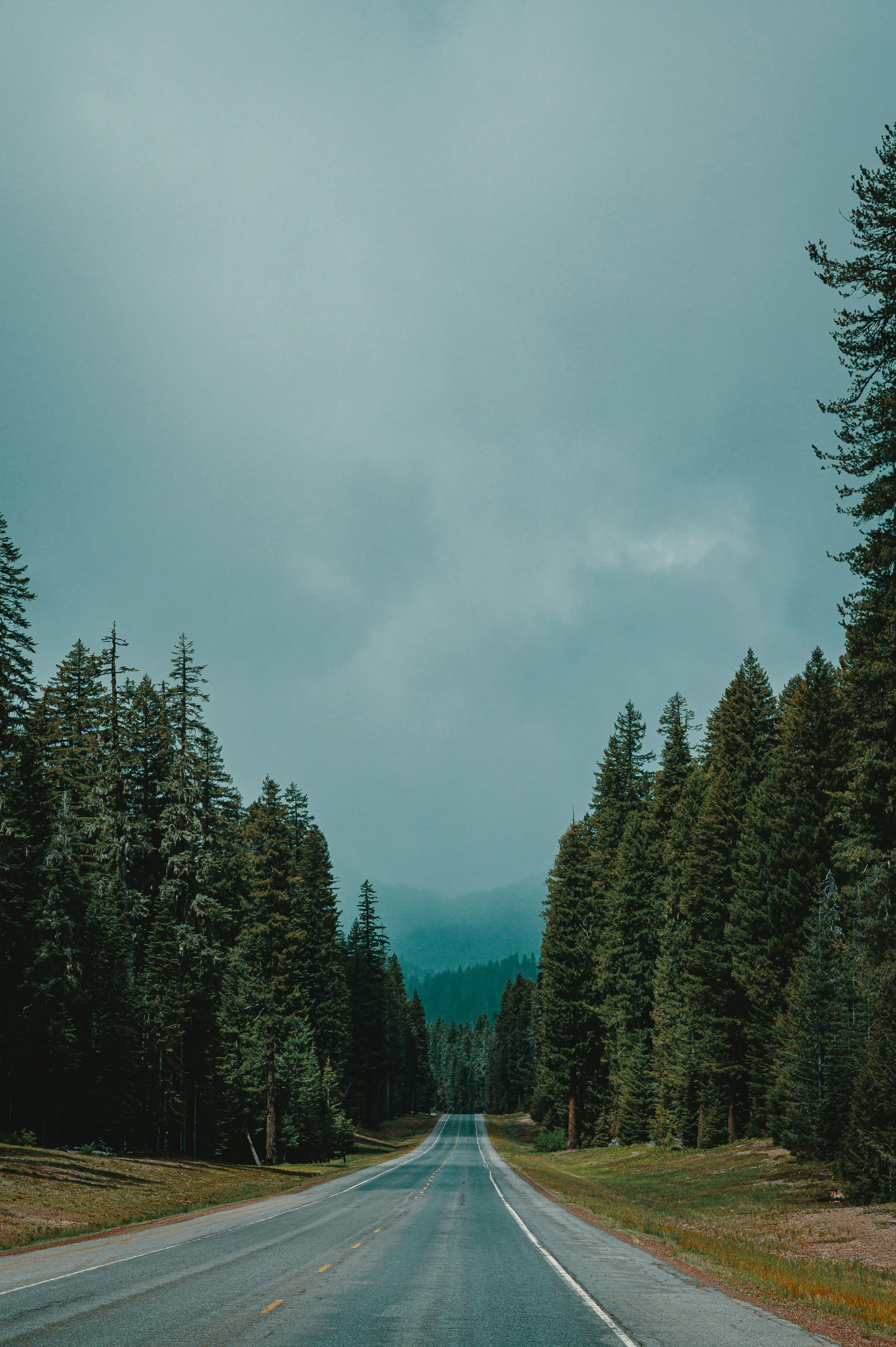 an empty road in the middle of a forest, by Marshall Arisman, grey cloudy skies, black fir, paul barson, evergreen