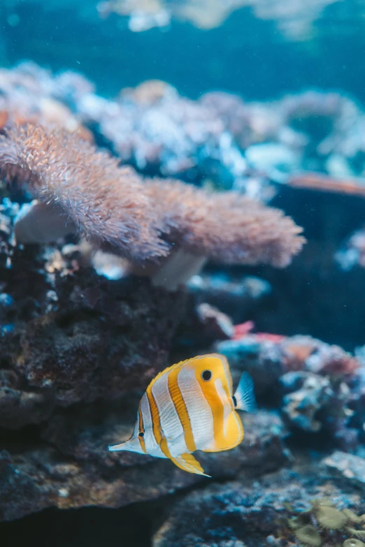 a close up of a fish in an aquarium, unsplash, delicate coral sea bottom, sea butterflies, manuka, slide show