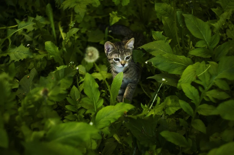 a cat walking through a lush green forest, a portrait, by Daniel Gelon, photographed for reuters, portrait of a small, clover, nighttime