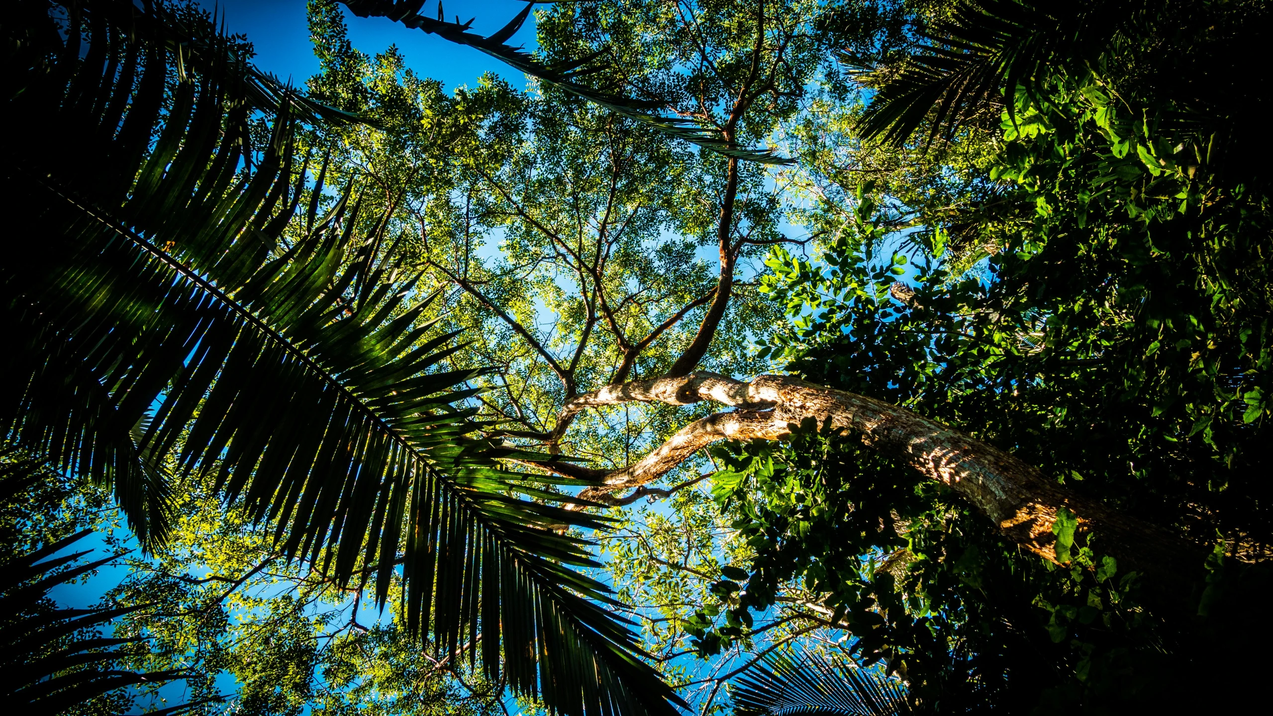 a tall tree in the middle of a forest, by Peter Churcher, hurufiyya, tropical leaves, blue skies, as seen from the canopy, sun - drenched