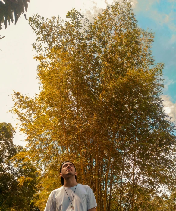 a man that is standing in the grass with a frisbee, an album cover, unsplash, sumatraism, of bamboo, looking up to the sky, on trees, low quality photo