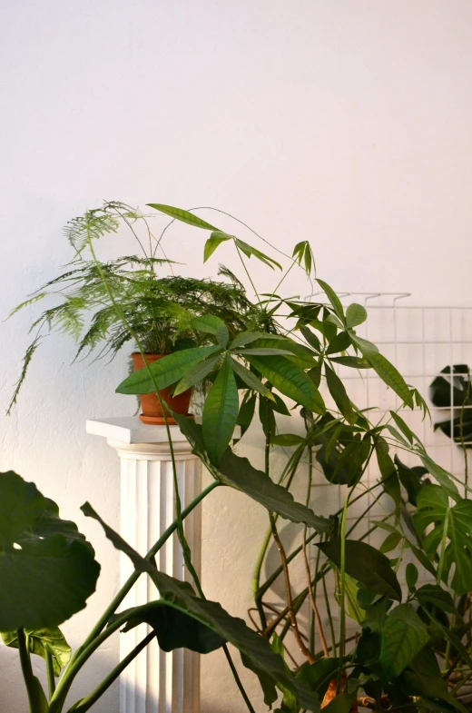 a couple of potted plants sitting on top of a table, inspired by Henriette Grindat, close up of lain iwakura, architectural and tom leaves, loosely cropped, all growing inside an enormous