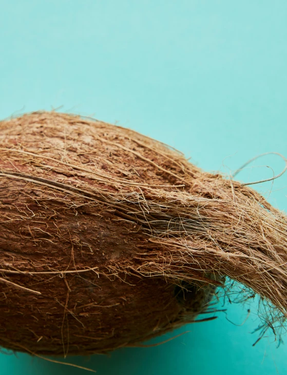a close up of a coconut on a blue surface, inspired by Patrick Dougherty, unsplash, hair dyed to a hazelnut brown, ignant, thumbnail, video