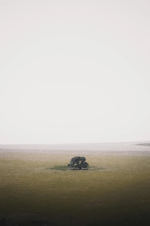 an elephant standing on top of a lush green field, a minimalist painting, by Attila Meszlenyi, unsplash, land art, desolate arctic landscape, in a foggy lake, car shot, bleak. big stones