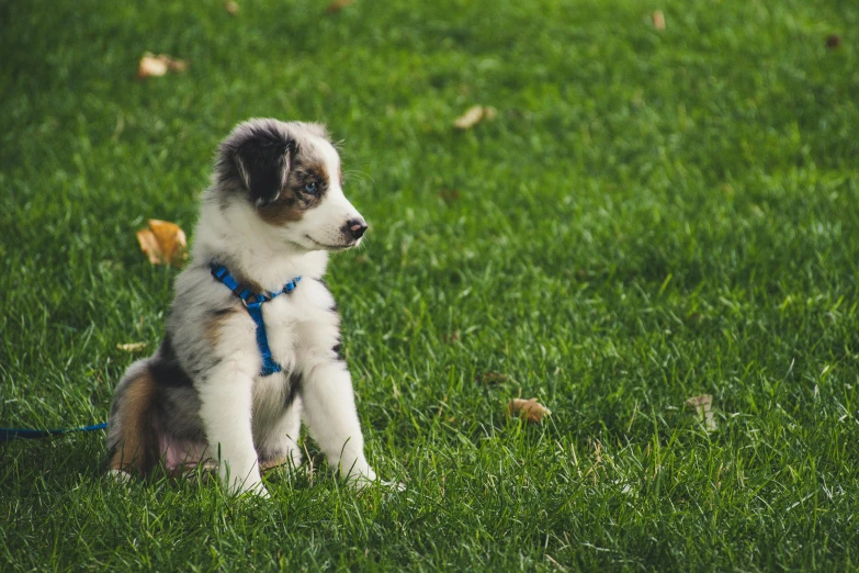 a small dog sitting on top of a lush green field, at a park, puppies, aussie, featured