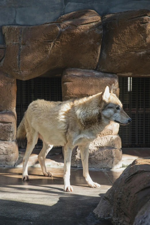 a wolf standing in front of a stone wall, in the zoo exhibit, loin cloth, brown, 2019 trending photo