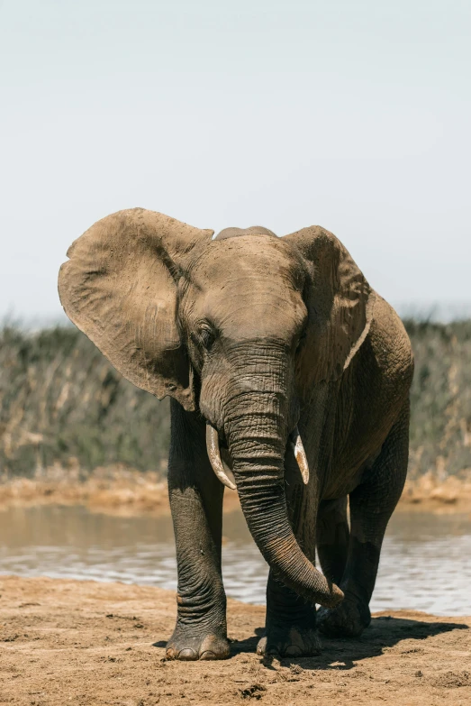 an elephant standing next to a body of water, looking the camera