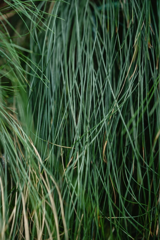 a red fire hydrant sitting on top of a lush green field, by Jessie Algie, unsplash, hurufiyya, grass texture material, tall grown reed on riverbank, detail texture, greenish blue tones