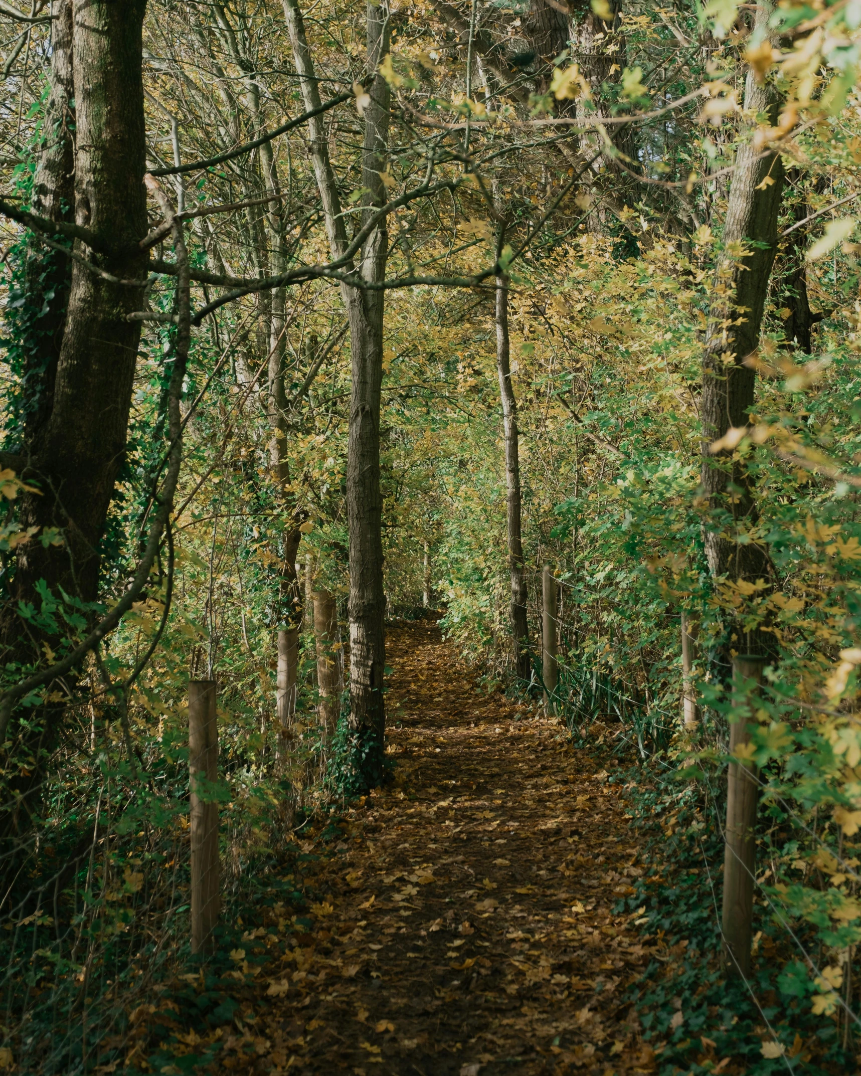 an image of a path in the woods, an album cover, by Helen Stevenson, unsplash, lots of foliage, countryside, ((trees)), vines hanging from trees