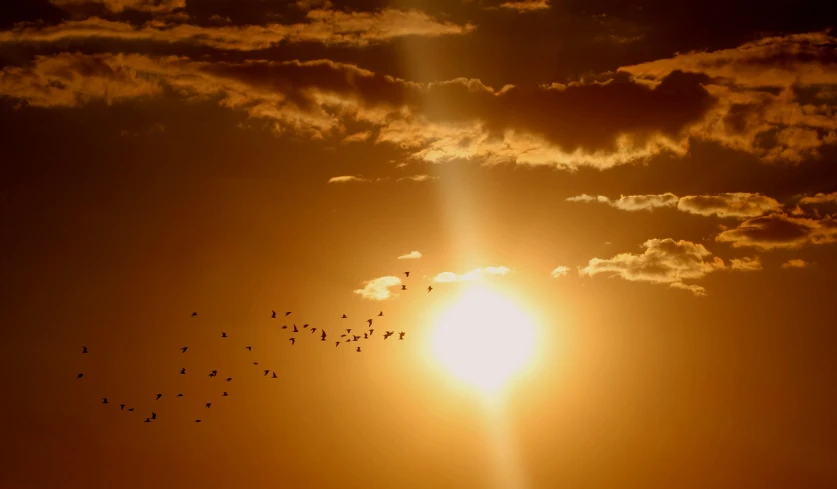 a flock of birds flying in front of the sun, by James Morris, pexels contest winner, fan favorite, bird's eye, golden linings, rip