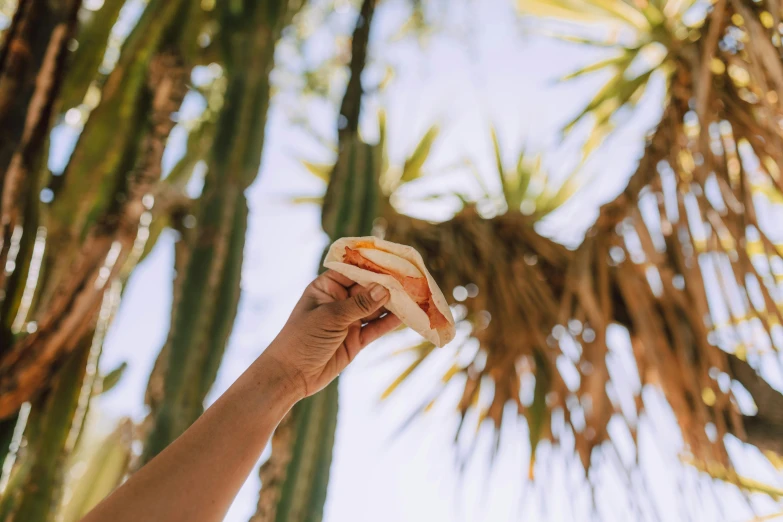 a person holding a hot dog in their hand, by Julia Pishtar, unsplash, a palm tree, panini, bao pnan, background image