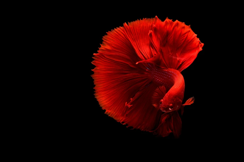 a red siam fish on a black background, by Alison Geissler, pexels contest winner, art photography, high resolution print :1 red, a handsome