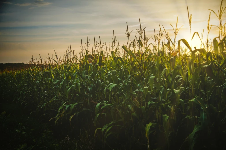 a field of corn with the sun setting in the background, unsplash, fan favorite, alessio albi, high resolution, a green