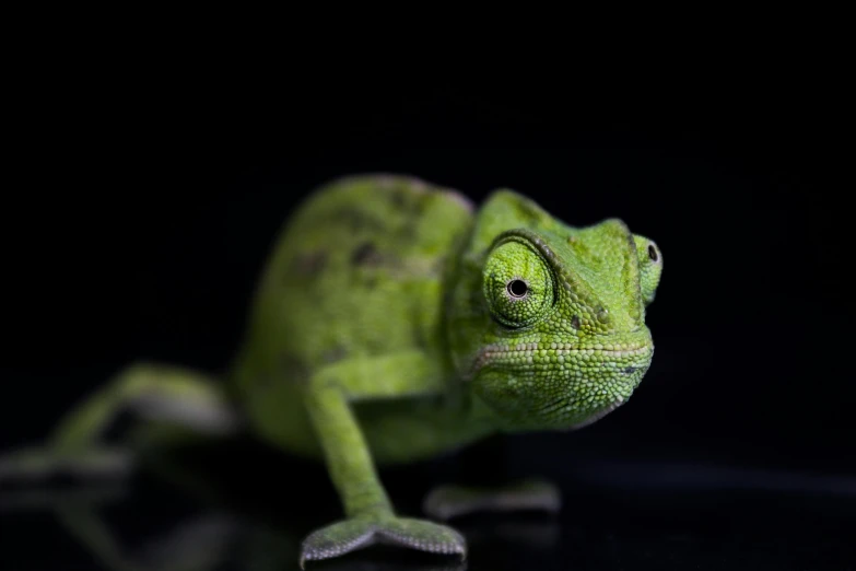 a green chamelon sitting on top of a black surface, by Adam Marczyński, pexels contest winner, photorealism, chameleon, good looking face, young male, high-definition picture