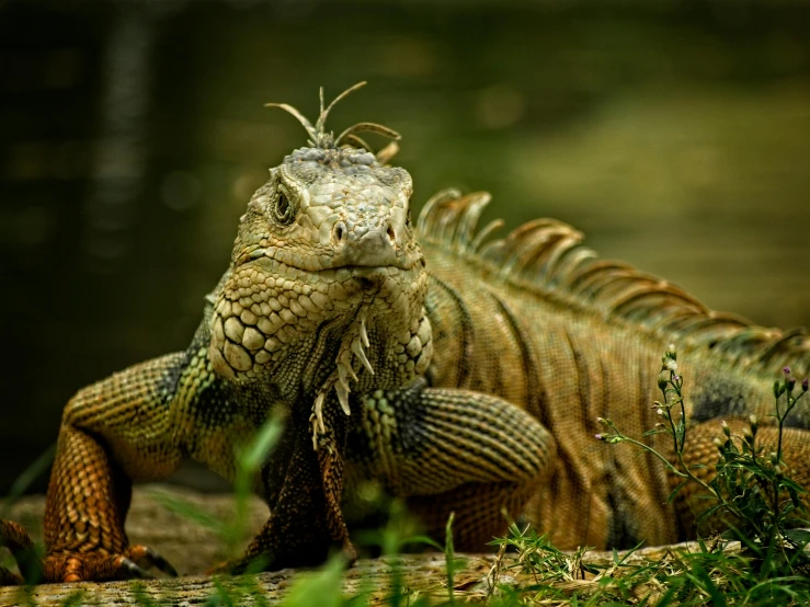a large lizard sitting on top of a lush green field, pexels contest winner, sumatraism, water dragon, elegant face, reggae, 🦩🪐🐞👩🏻🦳