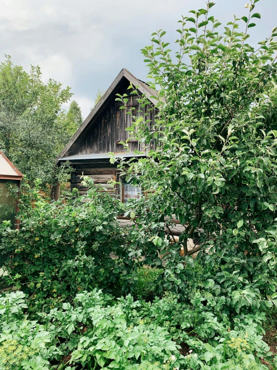 a couple of houses sitting on top of a lush green field, an album cover, inspired by Isaac Levitan, unsplash, garden with fruits on trees, west slav features, cabin, 2 5 6 x 2 5 6 pixels