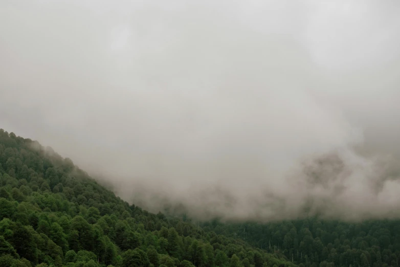 a herd of cattle grazing on top of a lush green hillside, inspired by Anna Füssli, pexels contest winner, romanticism, low clouds after rain, pine forests, grey, alessio albi