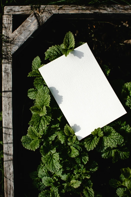 a piece of paper sitting on top of a plant, by Jacob Toorenvliet, mint leaves, al fresco, white clay, promo image