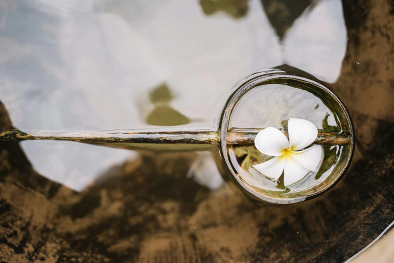 a flower floating in a bowl of water, trending on unsplash, hurufiyya, holding a wooden staff, apothecary, silver monocle, plumeria