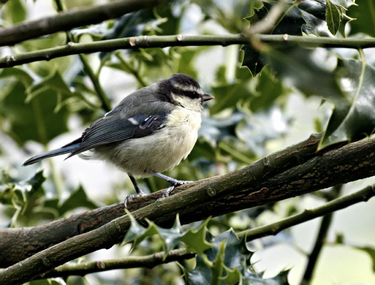 a small bird sitting on top of a tree branch, biodiversity all round, pot-bellied, archive photo, january