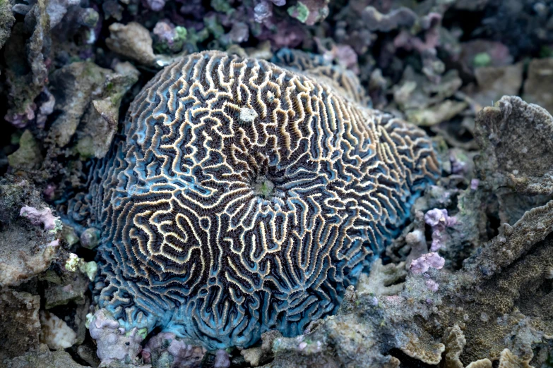 a close up of a coral on a rocky surface, 🦩🪐🐞👩🏻🦳, scott radke, high resolution photo, jamie coreth