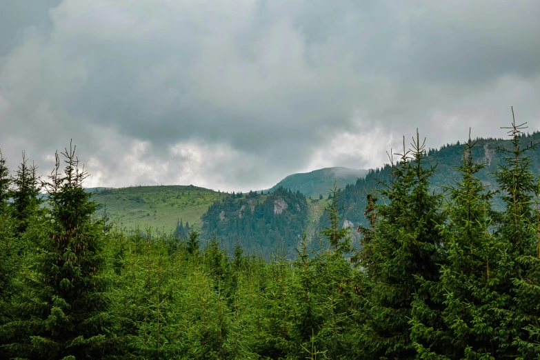 a herd of sheep grazing on top of a lush green field, inspired by Avgust Černigoj, pexels contest winner, hurufiyya, dark pine trees, low clouds after rain, today\'s featured photograph 4k, mountainous