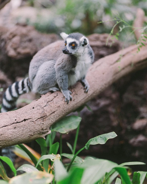 a ring tailed lemur sitting on a tree branch, pexels contest winner, grey, jen atkin, al fresco, singapore