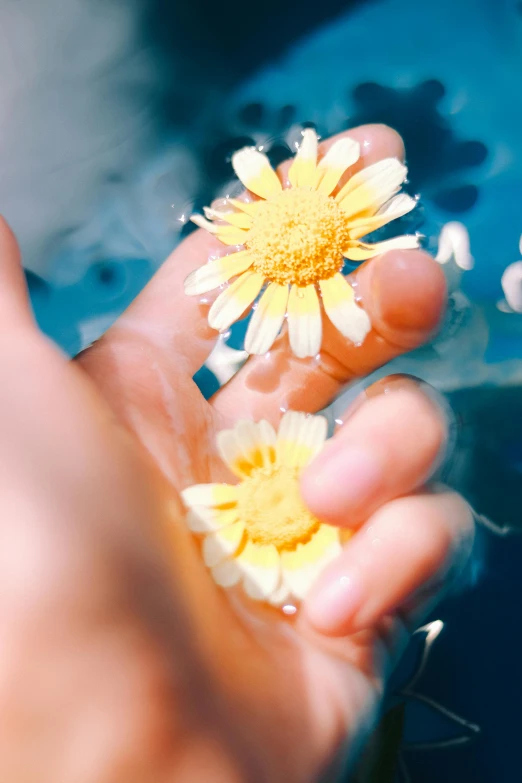 a person holding a yellow flower in their hand, crystal clear water, holding daisy, holding an epée, reaching out to each other