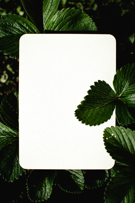 a white square with a leaf sticking out of it, unsplash, photosynthetic, playing card back, raspberry, outdoors