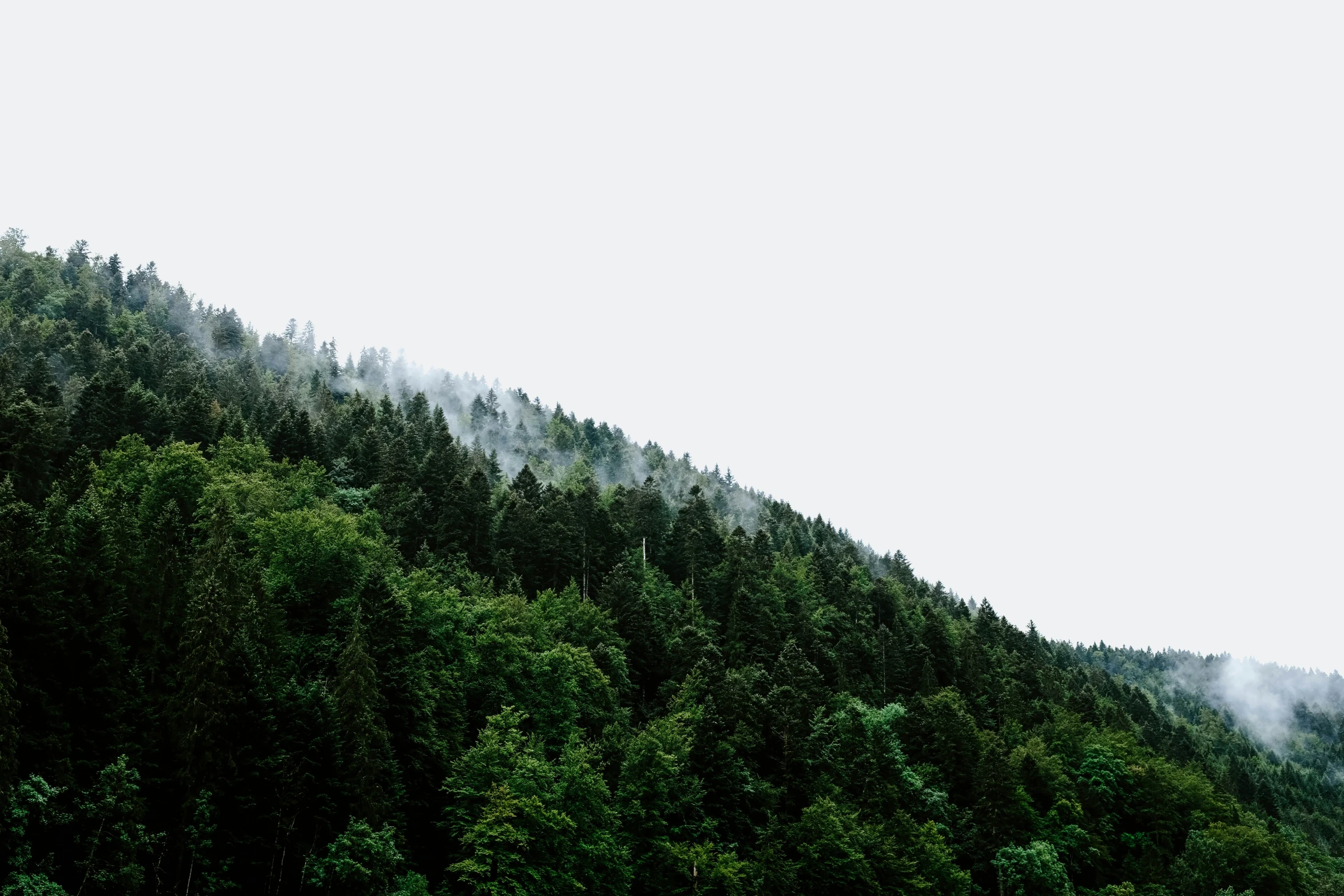 a herd of cattle grazing on top of a lush green hillside, by Kristian Zahrtmann, trending on unsplash, dark pine trees, low angle mist, 2 5 6 x 2 5 6 pixels, (((((((((an overgrown forest